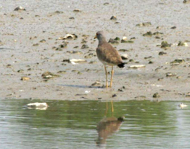 Image of Grey-headed Lapwing