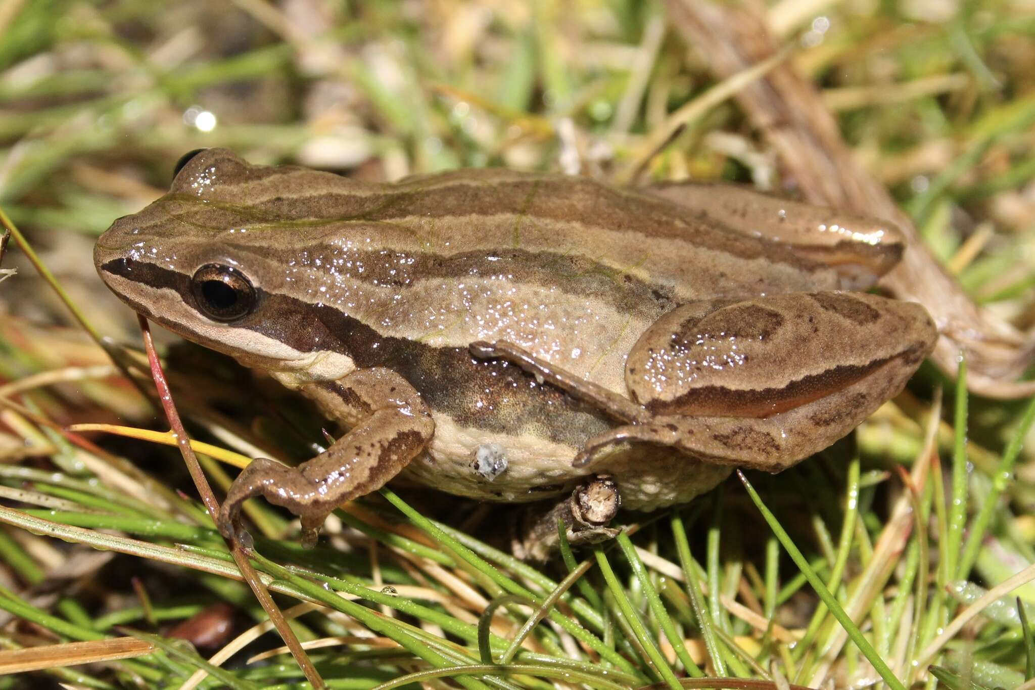 Image of Brimley's Chorus Frog