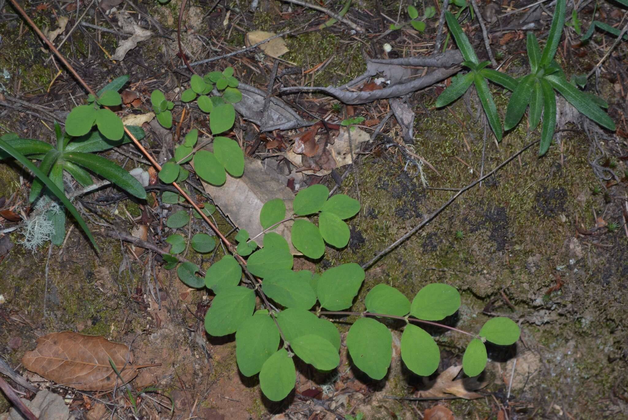 Image of creeping snowberry