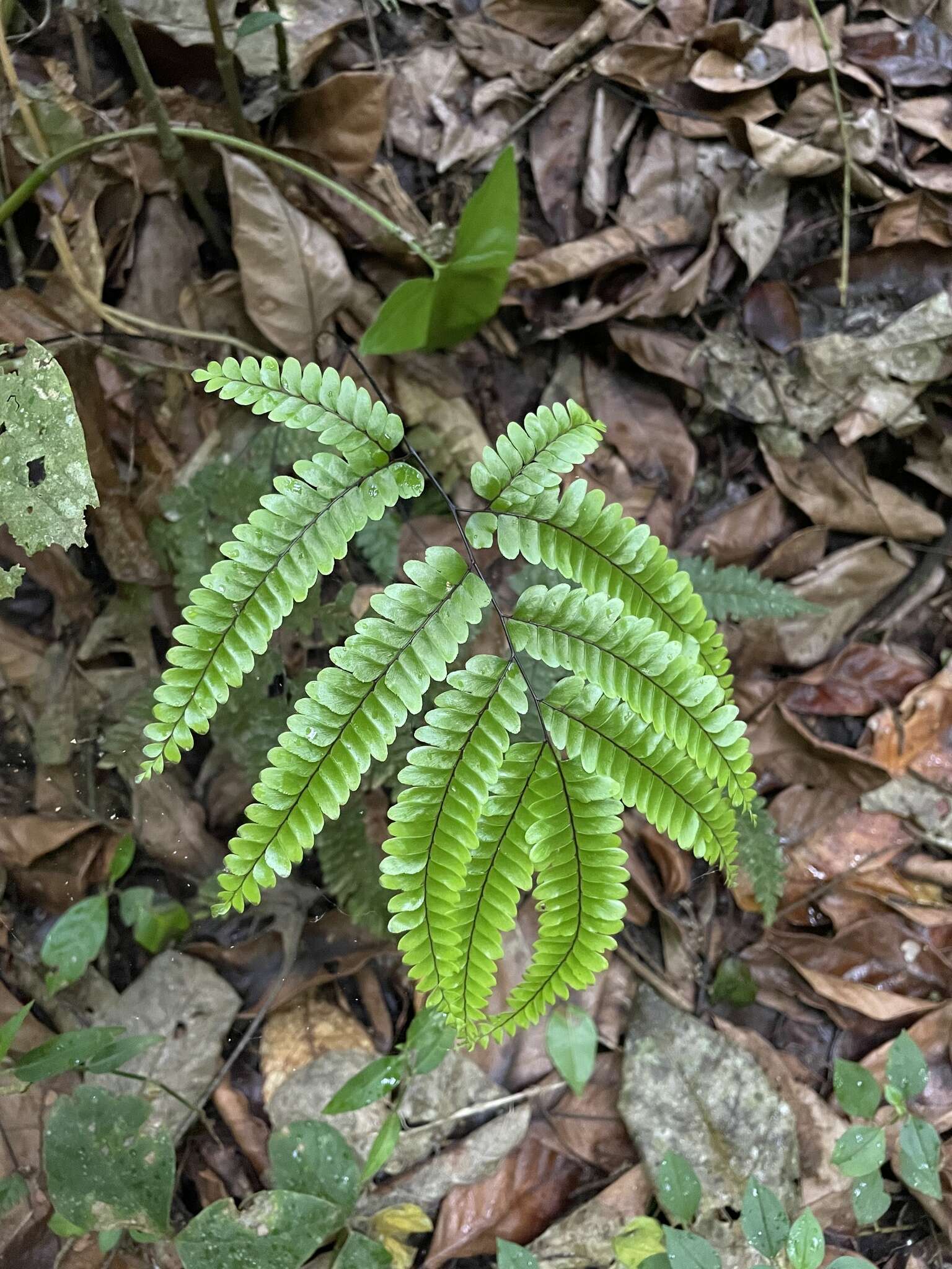 Imagem de Adiantum pyramidale (L.) Willd.