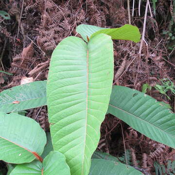 Image of Vismia macrophylla Kunth