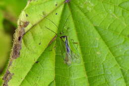 Image de Calocoris alpestris (Meyer-Dur 1843)