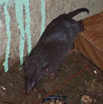 Image of Asian house shrew