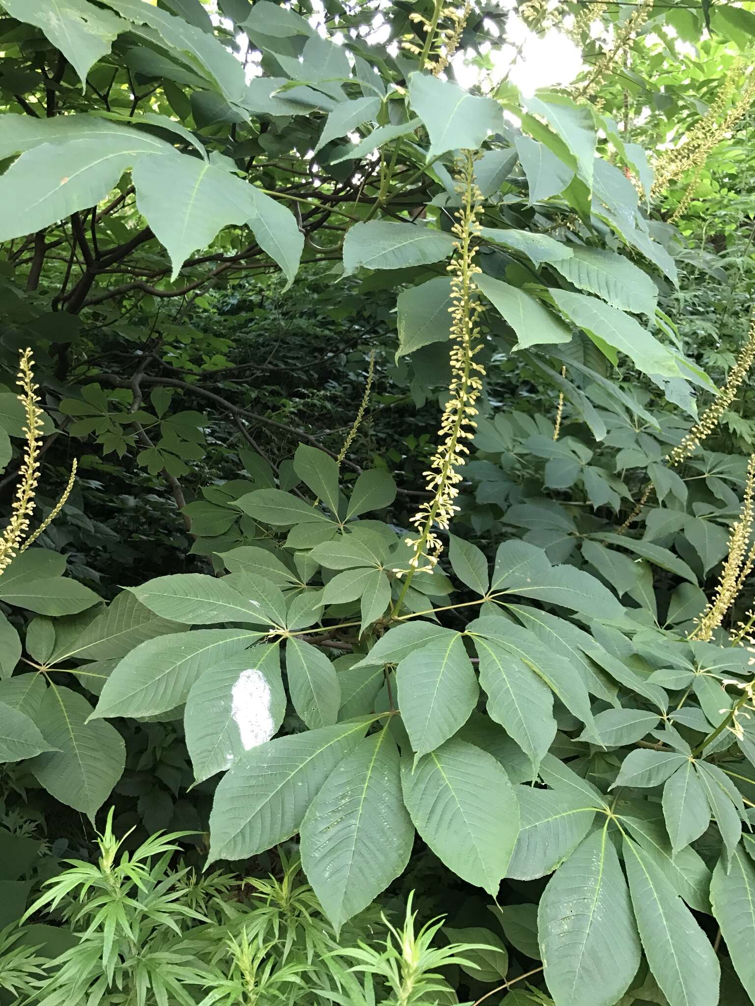 Image of bottlebrush buckeye