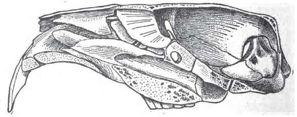 Image of Camas Pocket Gopher