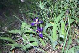 Image of stool iris