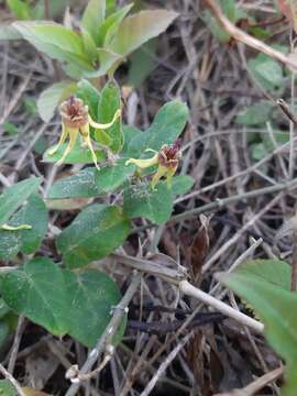 Image of Oxypetalum banksii Schult.