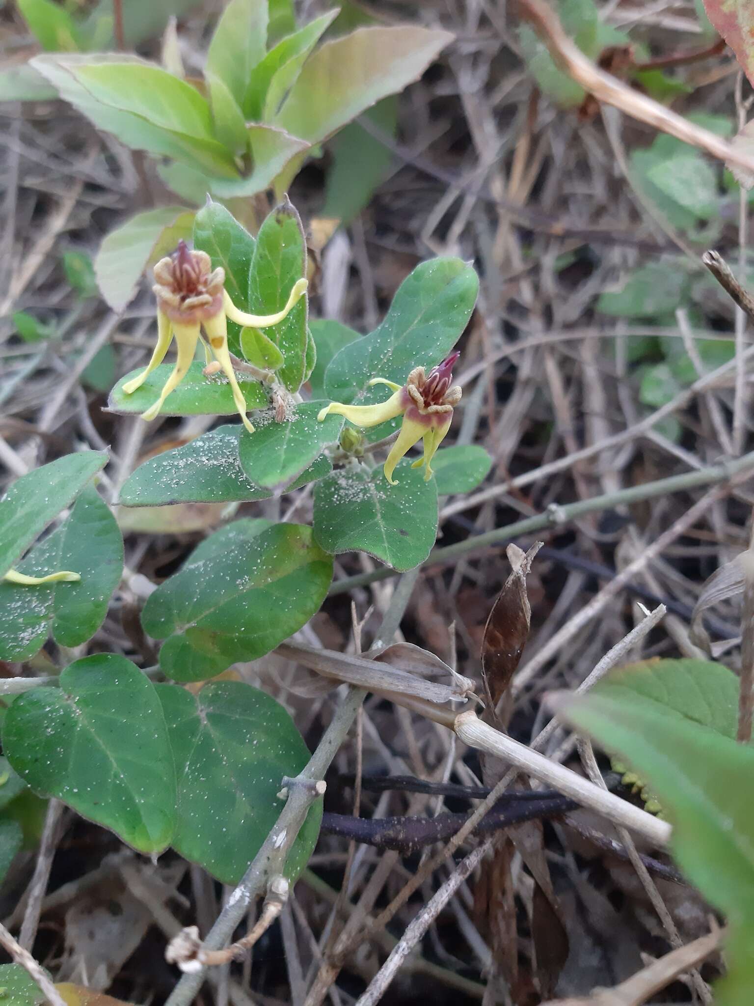 Image of Oxypetalum banksii Schult.