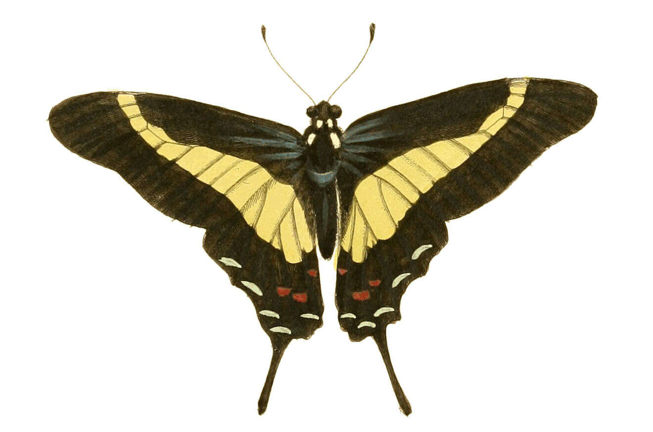 Image of Protographium asius (Fabricius 1781)