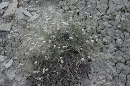 Image de Gypsophila capitata Bieb.