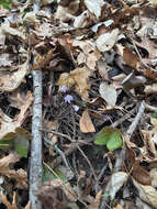 Sivun Hepatica nobilis var. acuta (Pursh) Steyermark kuva