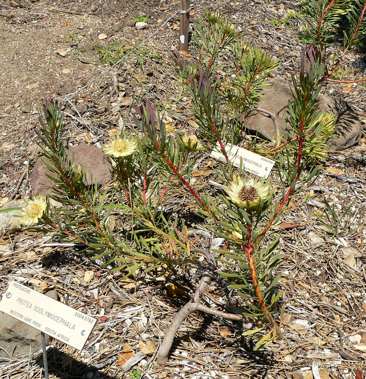 Plancia ëd Protea scolymocephala (L.) Reich.