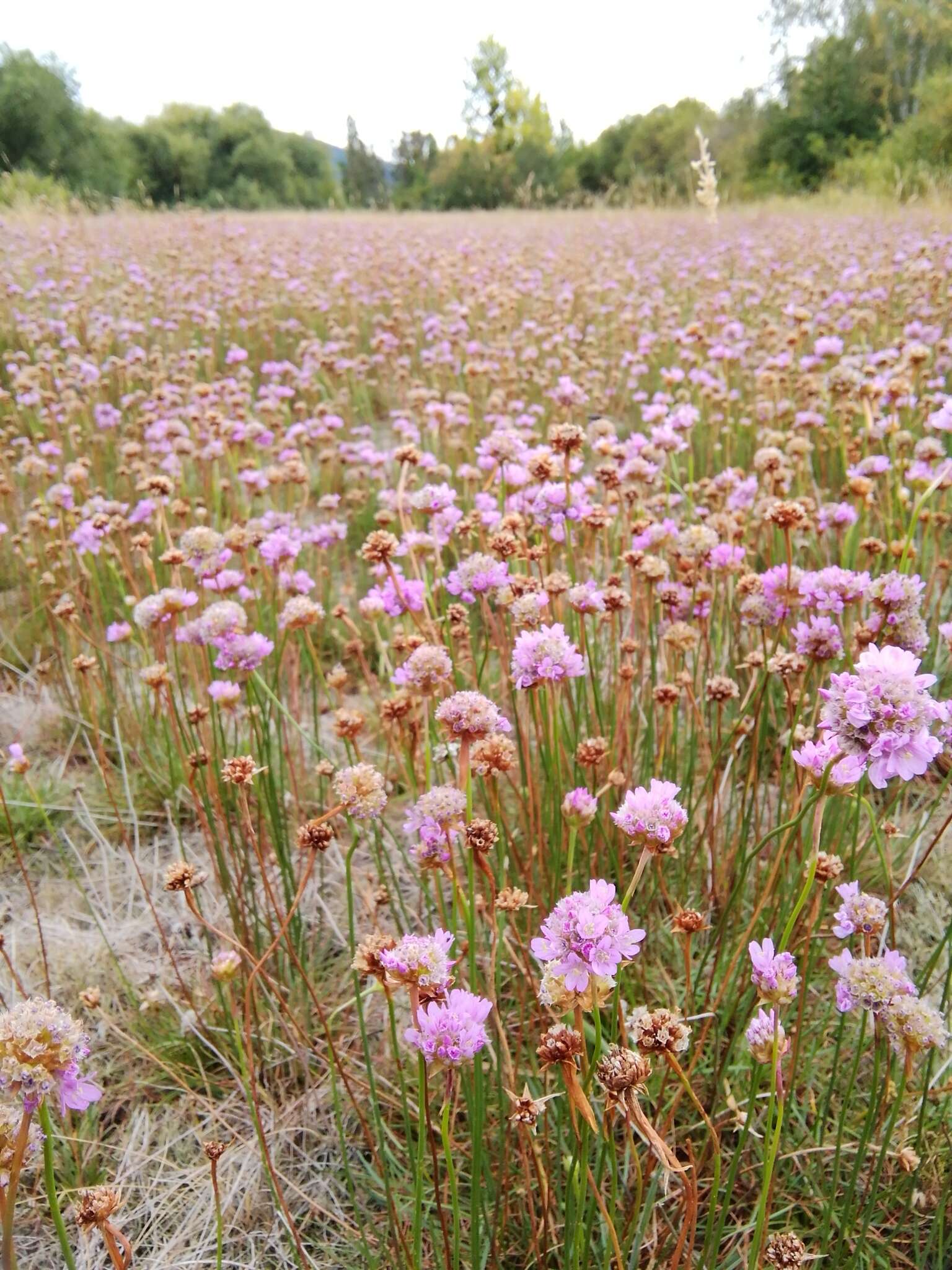 Image of Armeria alpina subsp. halleri (Wallr.) Nym.