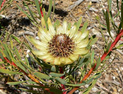 Plancia ëd Protea scolymocephala (L.) Reich.