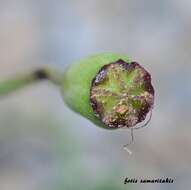 Image of Papaver purpureomarginatum J. W. Kadereit