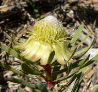 Plancia ëd Protea scolymocephala (L.) Reich.