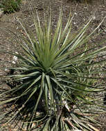 Image of Puya coerulea Lindl.