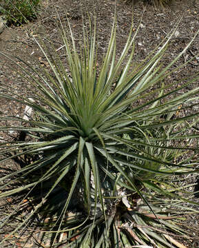 Image of Puya coerulea Lindl.