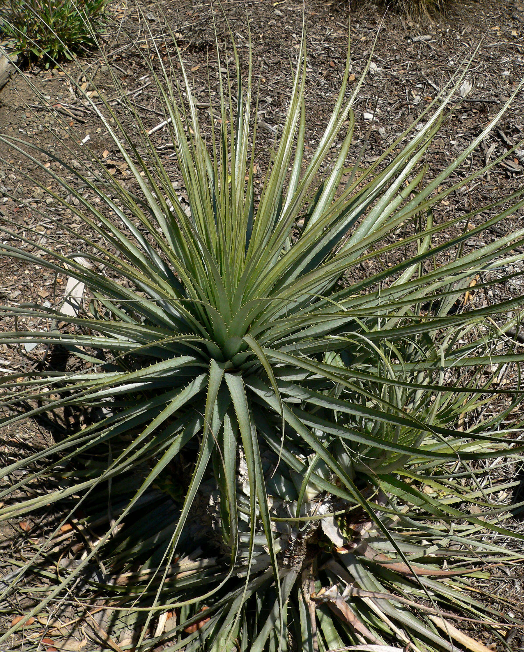 Image of Puya coerulea Lindl.