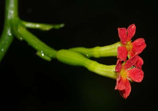 Image of Psiguria triphylla (Miq.) C. Jeffrey