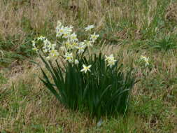 Image of primrose peerless