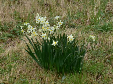 Image de Narcissus medioluteus Mill.