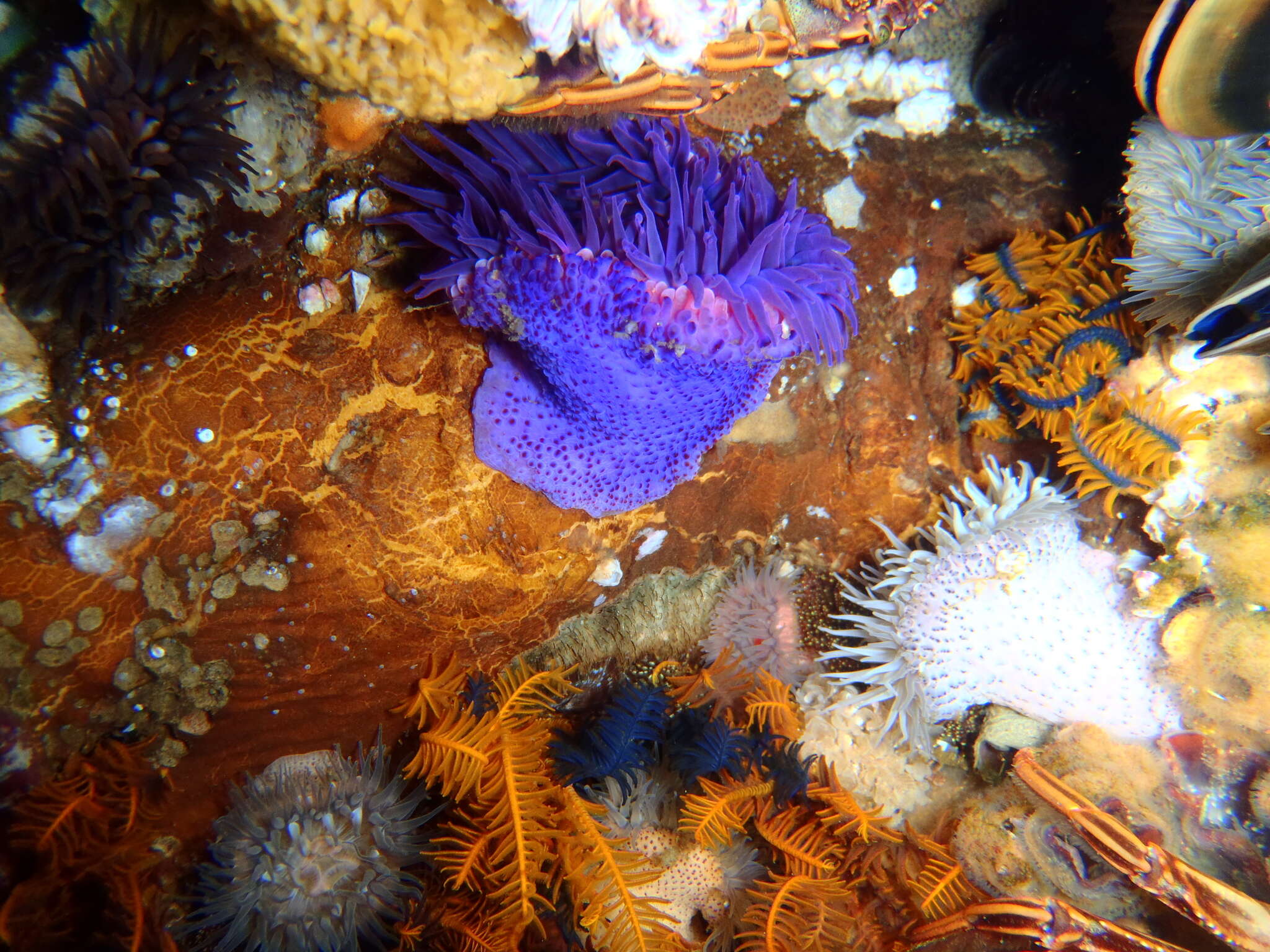 Image of Knobbly anemone