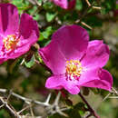 صورة Rosa willmottiae Hemsl.