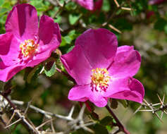 صورة Rosa willmottiae Hemsl.