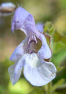 Imagem de Salvia africana L.