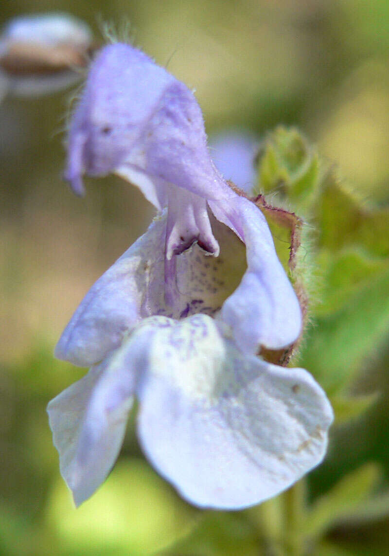 Image of Salvia africana L.