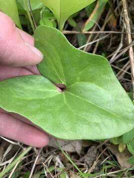 Imagem de Hexastylis arifolia var. ruthii (Ashe) H. L. Blomq.