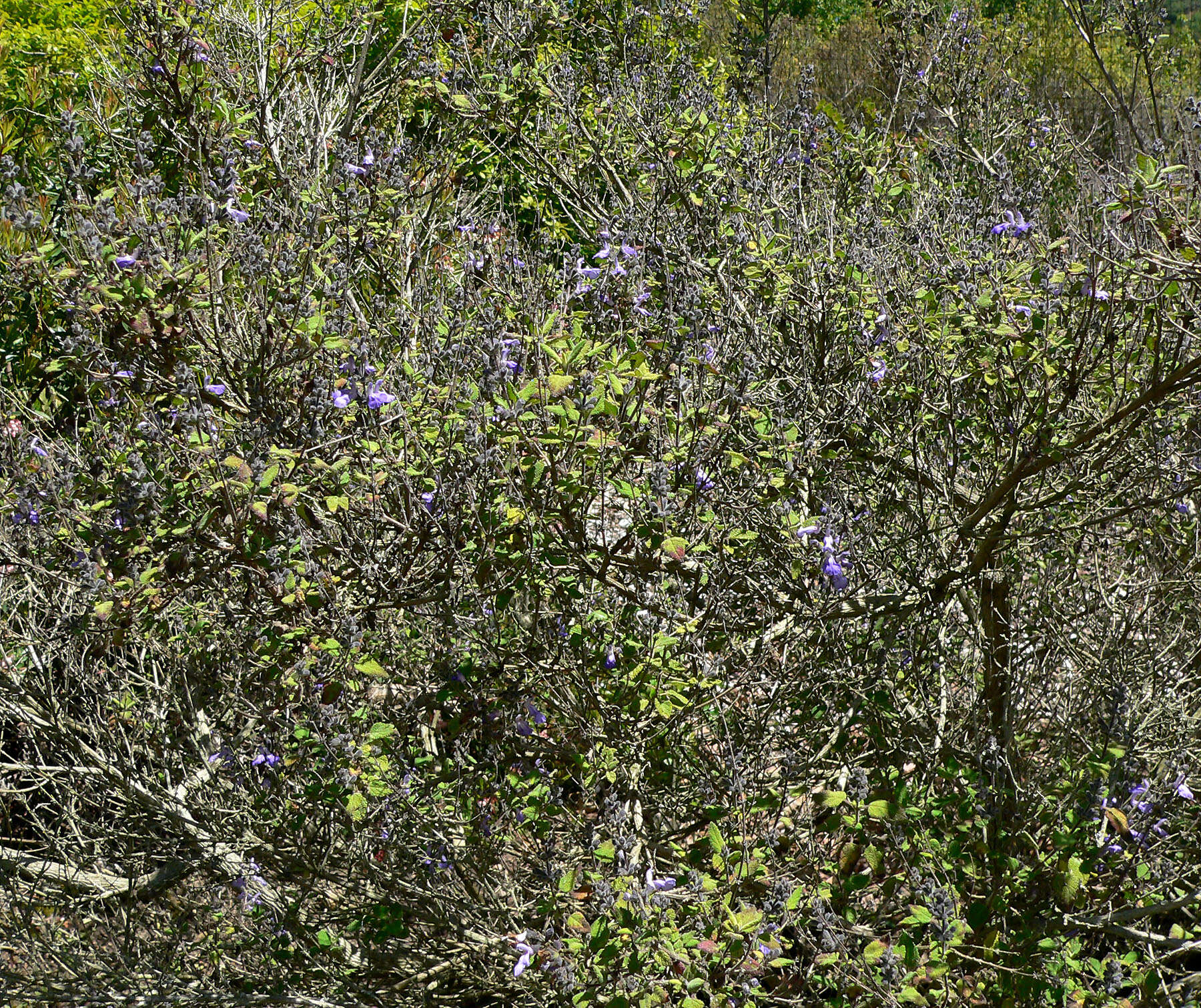 Salvia melissodora Lag. resmi