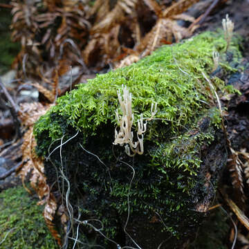 Sivun Artomyces austropiperatus Lickey 2003 kuva