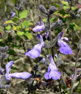 Salvia melissodora Lag. resmi