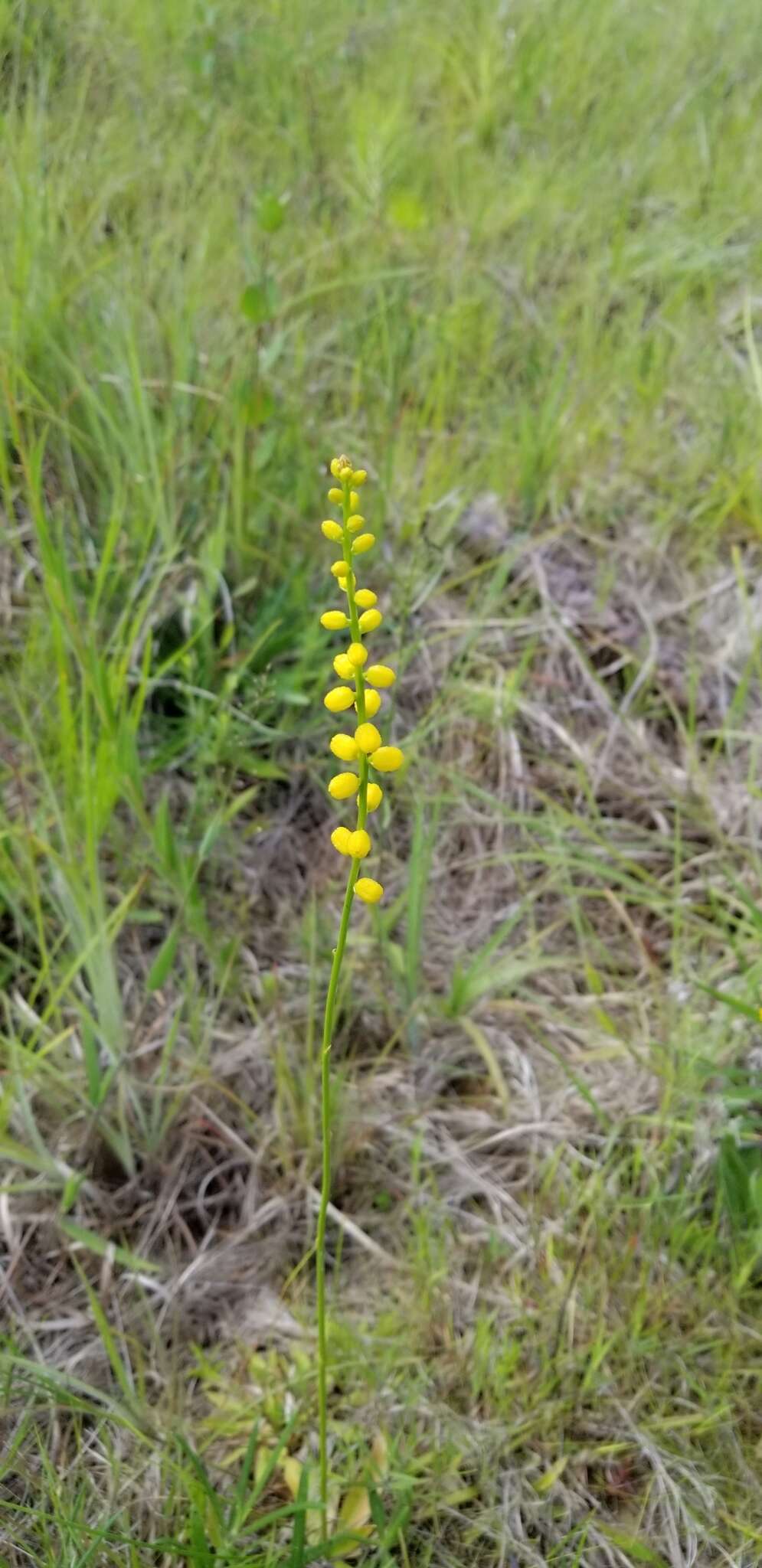 Image of golden colicroot