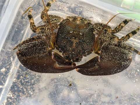 Image of Cabrillo porcelain crab