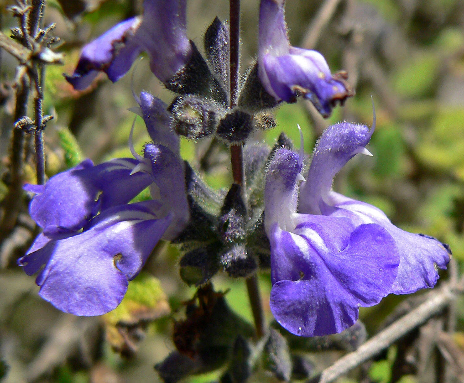 Imagem de Salvia melissodora Lag.