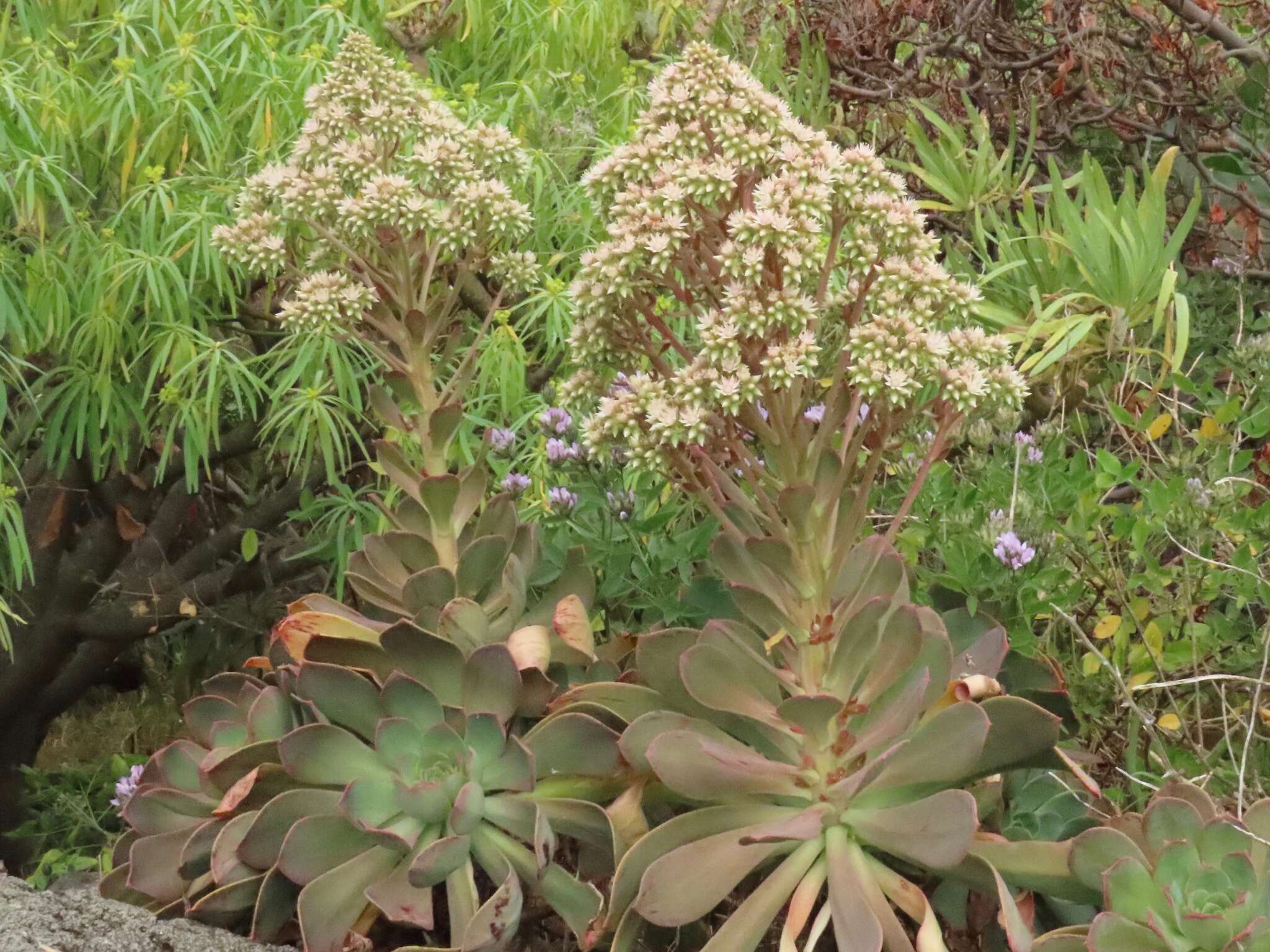 Image of Aeonium davidbramwellii H. Y. Liu