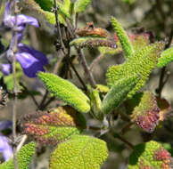 Imagem de Salvia melissodora Lag.