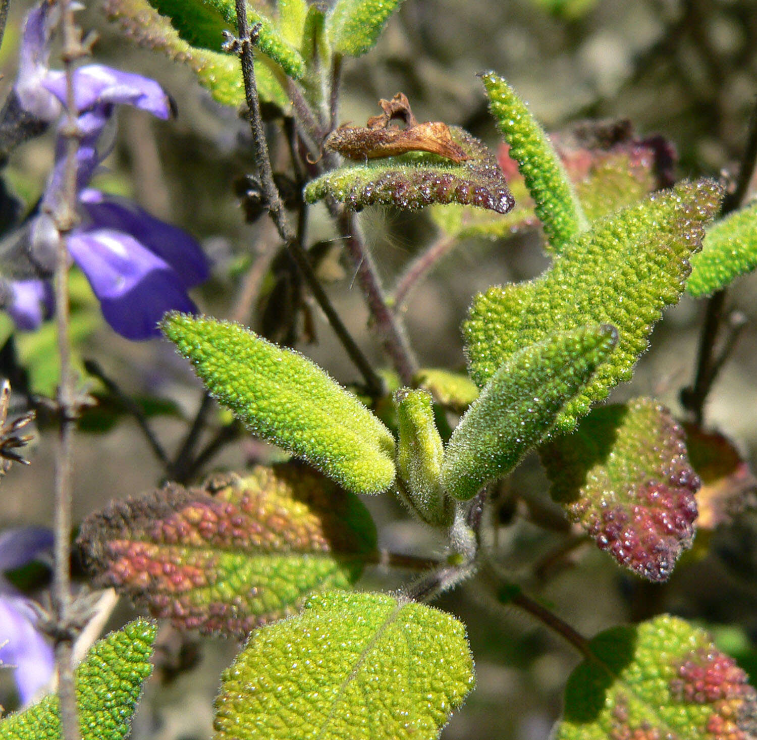 Salvia melissodora Lag. resmi