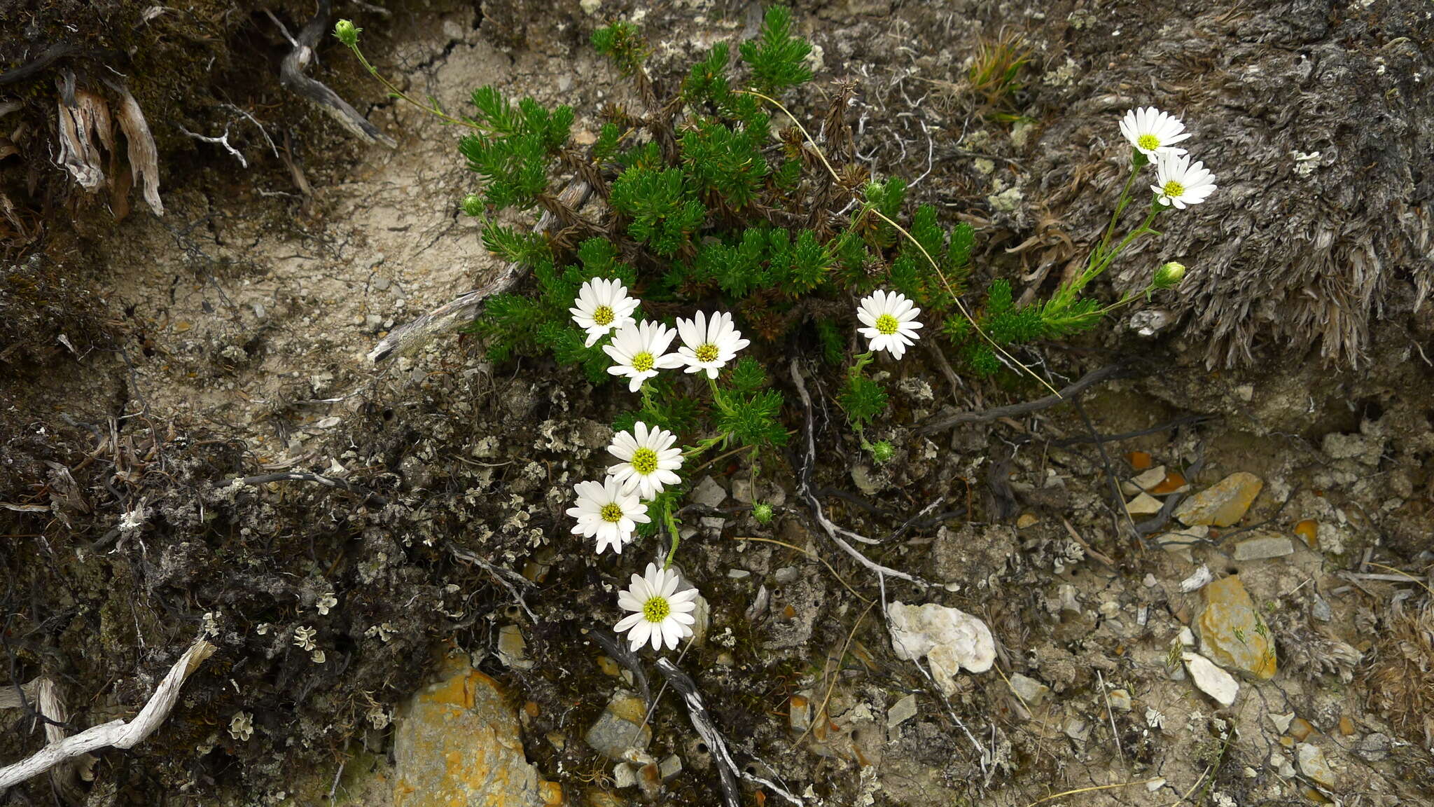 Plancia ëd Celmisia lateralis J. Buch.