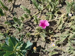 Image of Ipomoea pellita Hall. fil.