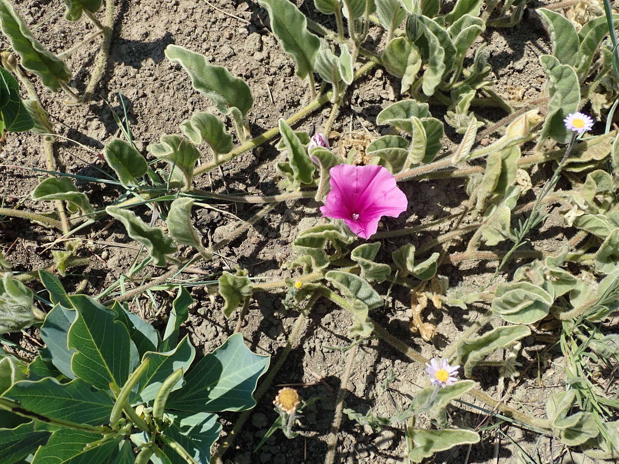 Image of Ipomoea pellita Hall. fil.