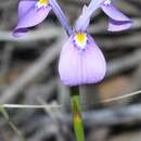 Image of Moraea tripetala subsp. violacea Goldblatt & J. C. Manning