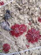 Image of Drosera montana St. Hil.