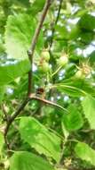 Image of Crataegus coccinea L.