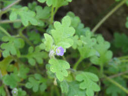 Image of smallflower nemophila