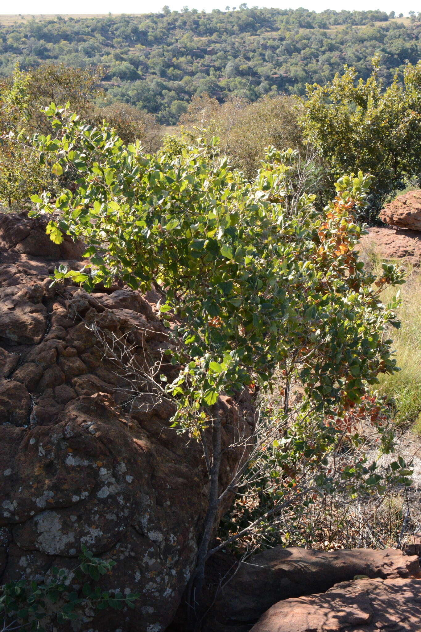 Image of Rhoicissus tridentata subsp. cuneifolia (Eckl. & Zeyh.) N. R. Urton