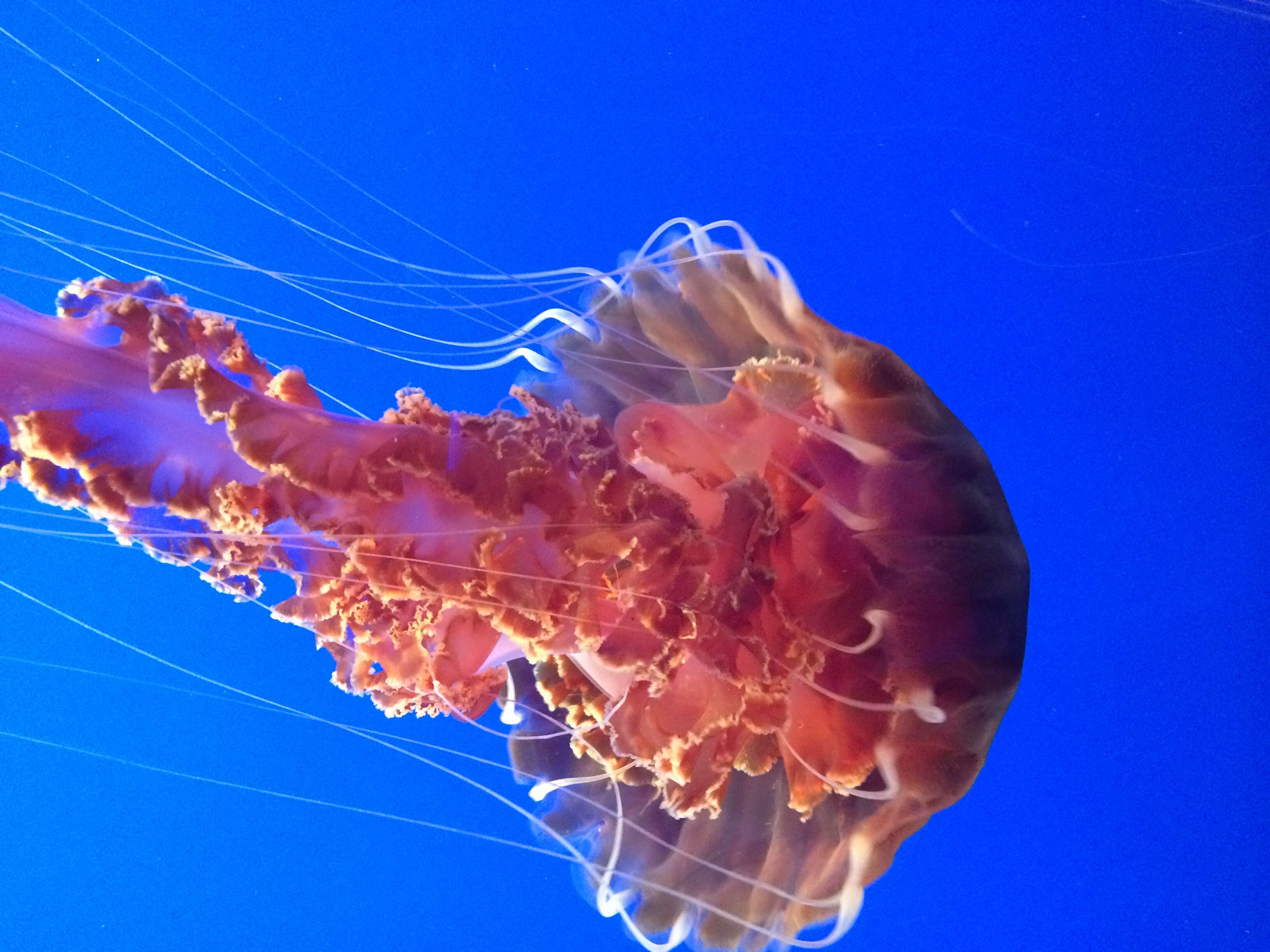 Image of Black sea nettle